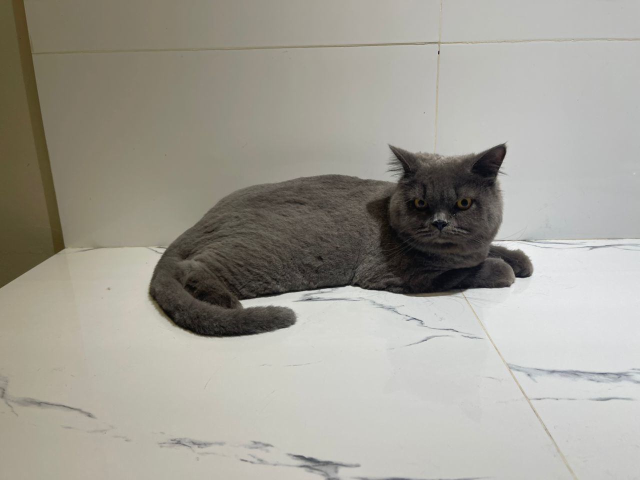 Teddy Bear Cut